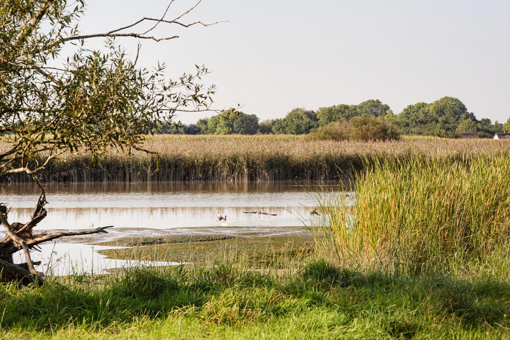 WWF’s nature restoration project in the Elbe Island of Krautsand