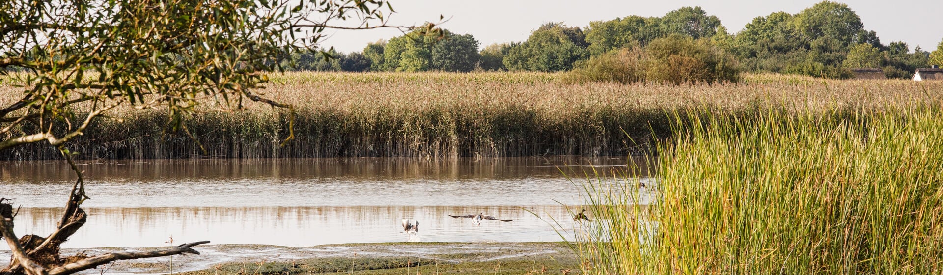 Sibos 2025 supports WWF’s nature restoration project in Krautsand, Germany (© Isabel Stock / WWF)